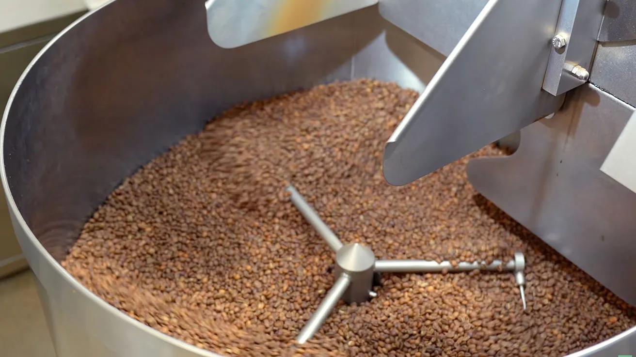 Freshly roasted specialty coffee beans cooling inside a commercial roaster drum at Ethica Coffee production facility